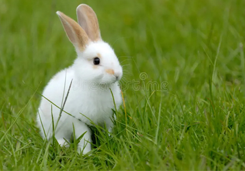 rabbit Image